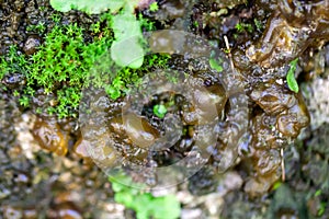 The star jelly cyanobacterium, Nostoc commune