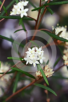 Star like cream flowers of the Australian native Phebalium squamulosum, family Rutaceae