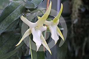 Star-like flowers of angraecum sesquipedale or christmas orchid