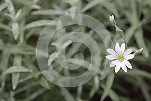 Star like white flowers of Cerastium tomentosum