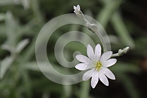 Star like white flowers of Cerastium tomentosum