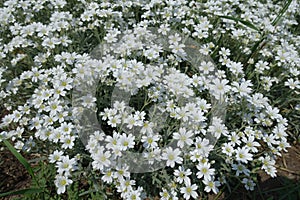 Star-like white flowers of Cerastium tomentosum photo