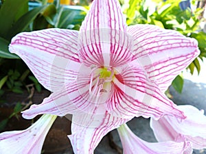 Star Lily