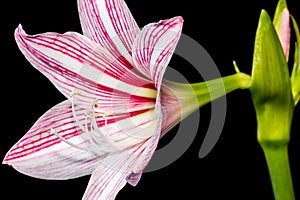 Star lily flower