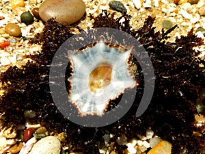 Star limpet shell on seaweed