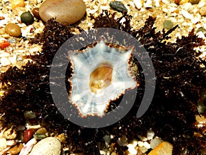 Star limpet shell on seaweed photo