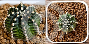 Star line is name of  Gymnocalycium mihanovichii is a type of cactus that is bred from Thailand