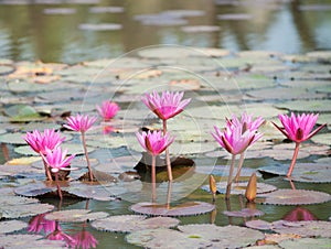 Star lotus, Nymphaea nouchali