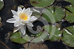 Star lotus (Nymphaea nouchali).