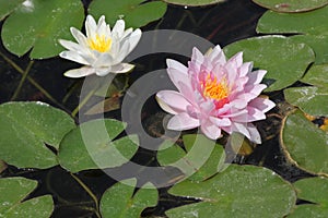 Star lotus (Nymphaea nouchali).