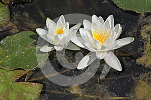 Star lotus (Nymphaea nouchali).