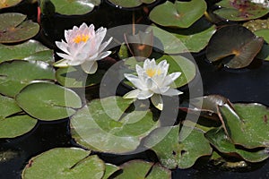 Star lotus (Nymphaea nouchali).