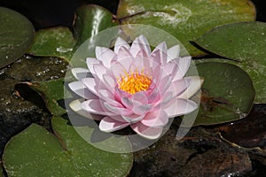 Star lotus (Nymphaea nouchali).