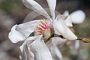 A Star Magnolia closeup showing off the vibrant yellow and pinks stamen