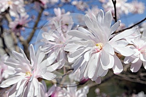 Star magnolia flowers in early spring