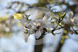 Star Magnolia (Magnolia stellata)