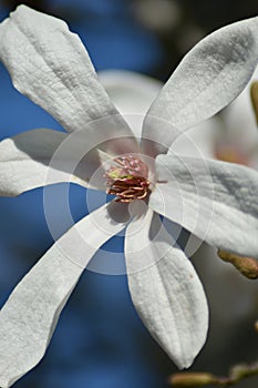 Star Magnolia (Magnolia stellata)