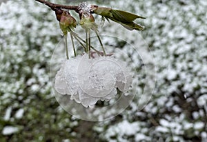 Star Magnolia Magnolia stellata flower in June covered in snow. Wabern