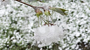 Star Magnolia Magnolia stellata flower in June covered in snow. Wabern