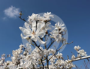 Star magnolia, or magnolia stellata, on sky background.