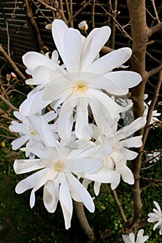 Star Magnolia, Magnolia Stellata, White Blossoms in Spring