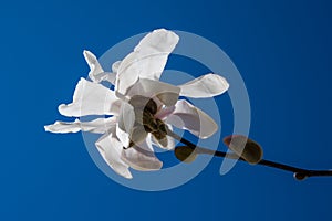 A Star Magnolia reaching high in the blue sky towards the sun