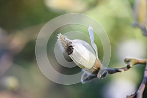 Star Magnolia stellata close-up of budding flower