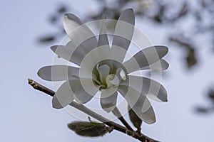 Star Magnolia stellata early spring flowering shrub, flowers with bright white tepals on branches in bloom