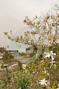 Star magnolia or Magnolia Stellata plant in Zurich in Switzerland photo