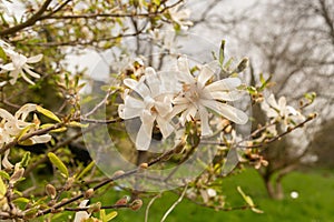 Star magnolia or Magnolia Stellata plant in Zurich in Switzerland photo