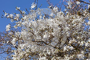 Star magnolia Magnolia Stellata photo