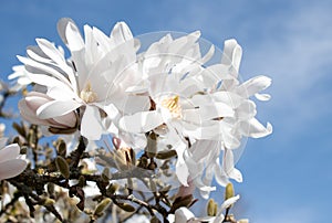 Star Magnolia in the sunlight with blue sky behind.