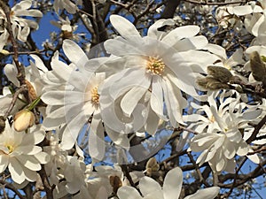 Star Magnolia Tree Blossoms and Blue Sky photo