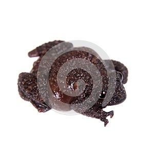 Star mossy frog, Theloderma stellatum, on white