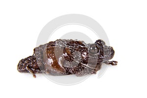 Star mossy frog, Theloderma stellatum, on white