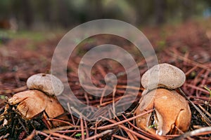 star mushroom ,Geastrum triplex, in a pine forest