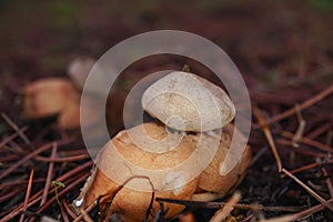 star mushroom ,Geastrum triplex, in a pine forest