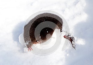 Star-nosed mole came out to explore fresh snow