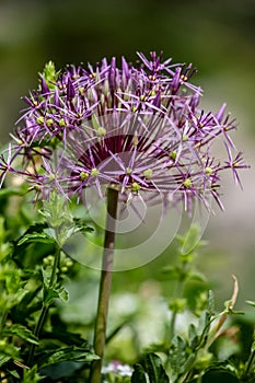 Star of Persia (Allium christophii)