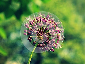 Star of Persia - Allium cristophii in Czech garden