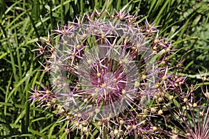 `Star of Persia` flowers - Allium Cristophii