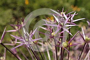 `Star of Persia` flowers - Allium Cristophii