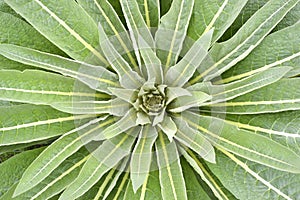 Star plant