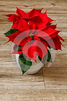 star of poinsettia, spurge, Euphorbia pulcherrima, red flower in a white pot against the background of a paneled floor