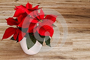 star of poinsettia, spurge, Euphorbia pulcherrima, red flower in a white pot against the background of a paneled floor