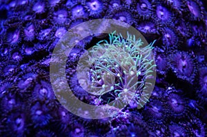 Star Polyps Coral Surrounded by Palythoas Soft Coral