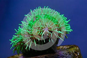 Star Polyps are a smaller coral