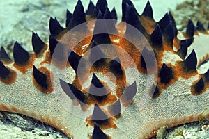 The star Protoreaster chocolate Protoreaster nodosus has five rays of pink color with orange spots and dark spikes