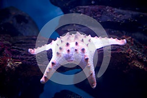 Star protoreaster, pink lies on the stone. Marine life photo