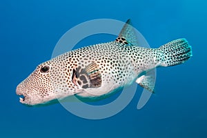 Star puffer fish